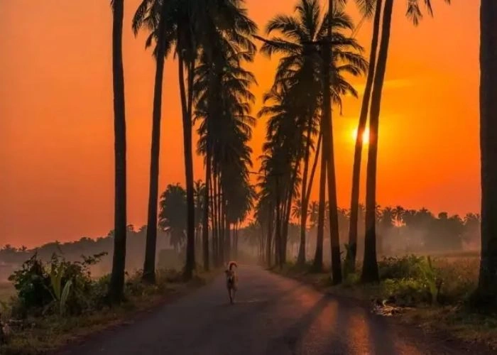 parra coconut tree road